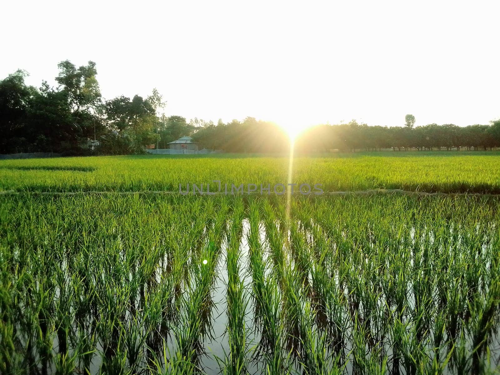 Village Beautiful Scenery - Paddy Field, Village Jungle Flowers, Village Evening, Fruit Tree Garden, Village Sunset, Village River