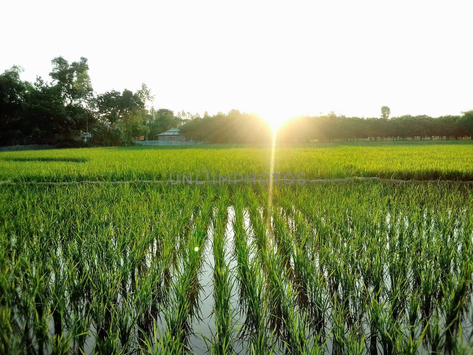 Village Beautiful Scenery - Paddy Field, Village Jungle Flowers, Village Evening, Fruit Tree Garden, Village Sunset, Village River