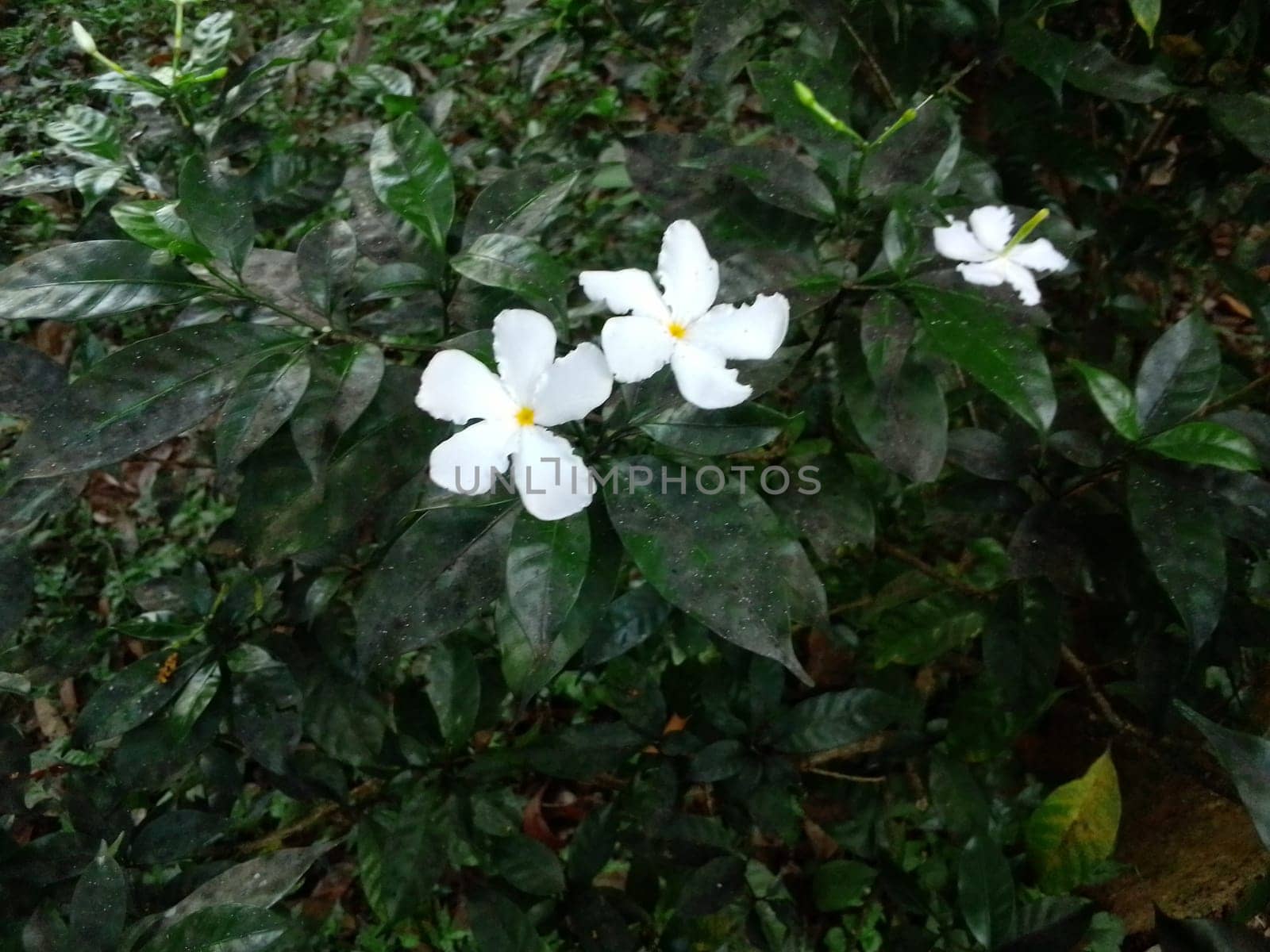 Village Beautiful Scenery - Paddy Field, Village Jungle Flowers, Village Evening, Fruit Tree Garden, Village Sunset, Village River