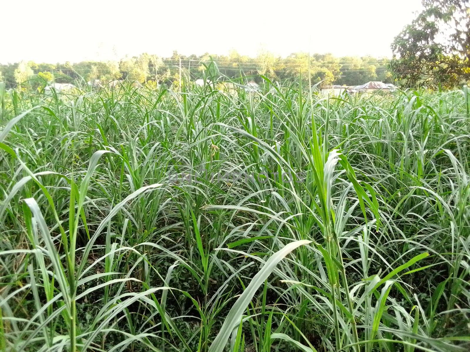 Village Beautiful Scenery - Paddy Field, Village Jungle Flowers, Village Evening, Fruit Tree Garden, Village Sunset, Village River
