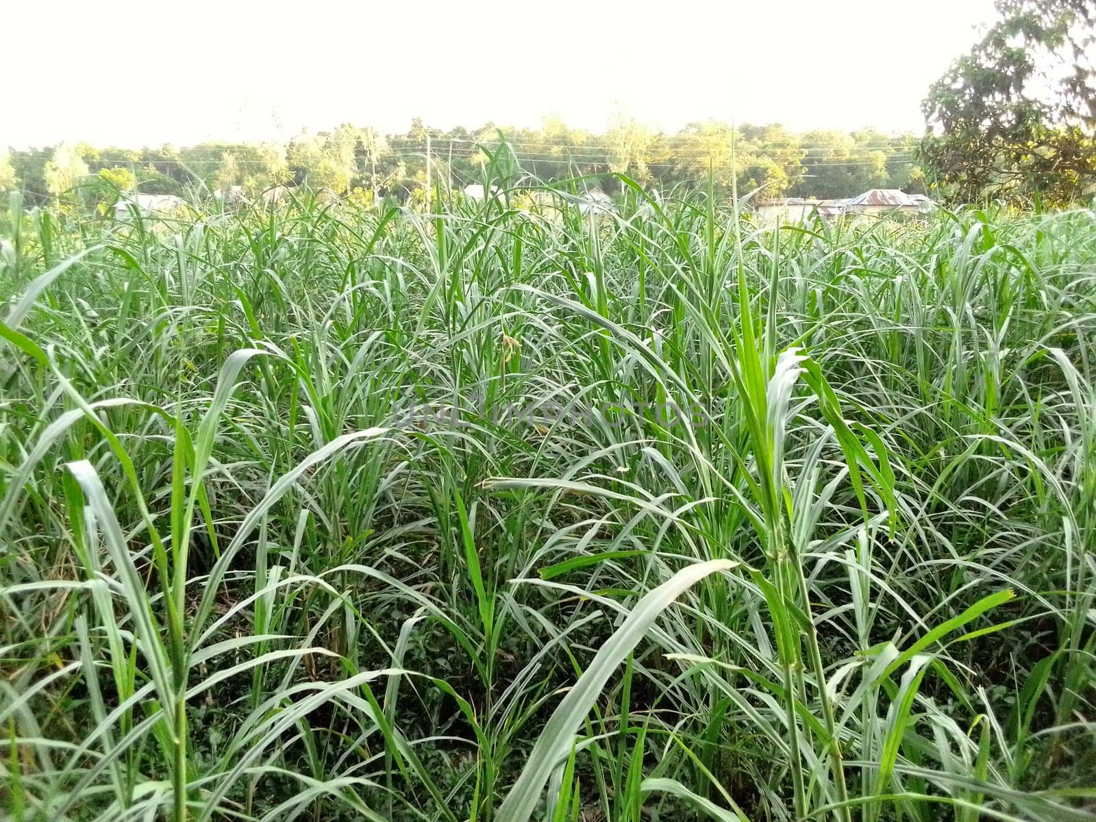 Village Beautiful Scenery - Paddy Field, Village Jungle Flowers, Village Evening, Fruit Tree Garden, Village Sunset, Village River