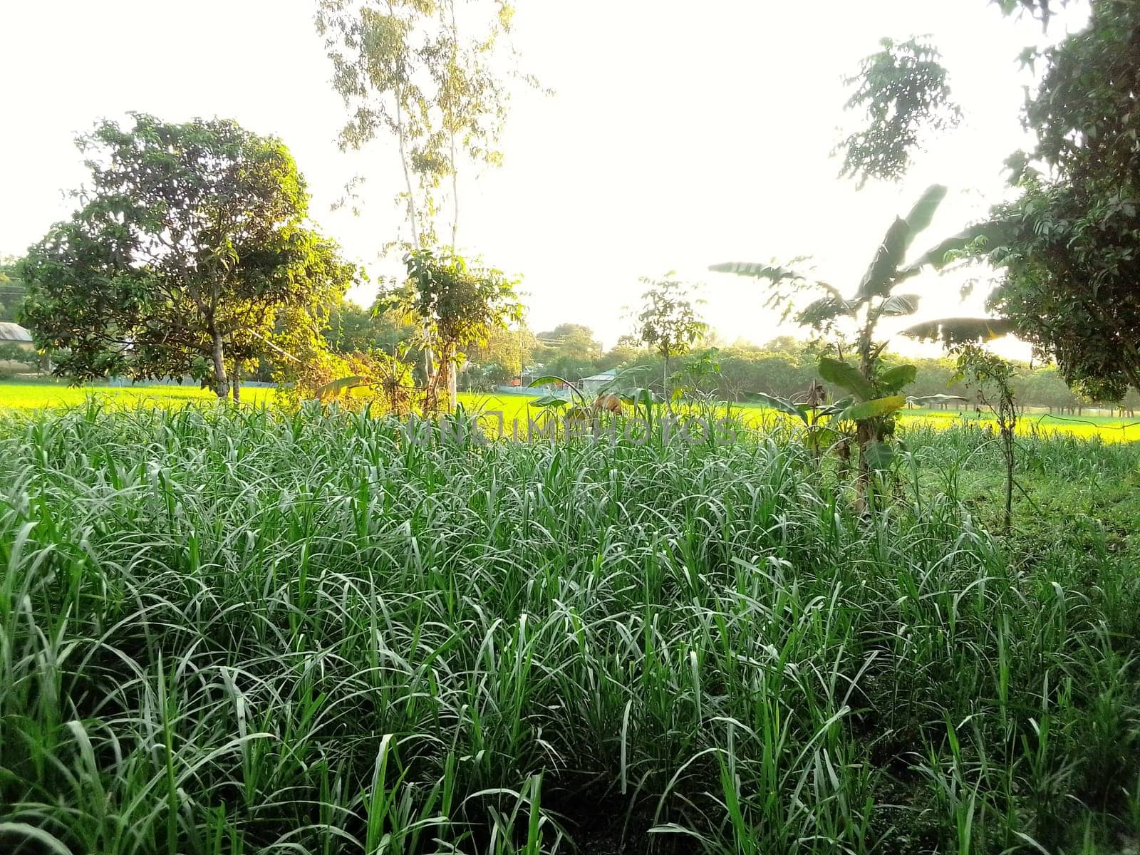 Village Beautiful Scenery - Paddy Field, Village Jungle Flowers, Village Evening, Fruit Tree Garden, Village Sunset, Village River