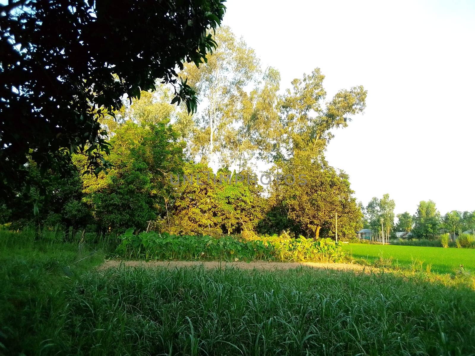 Village Beautiful Scenery - Paddy Field, Village Jungle Flowers, Village Evening, Fruit Tree Garden, Village Sunset, Village River