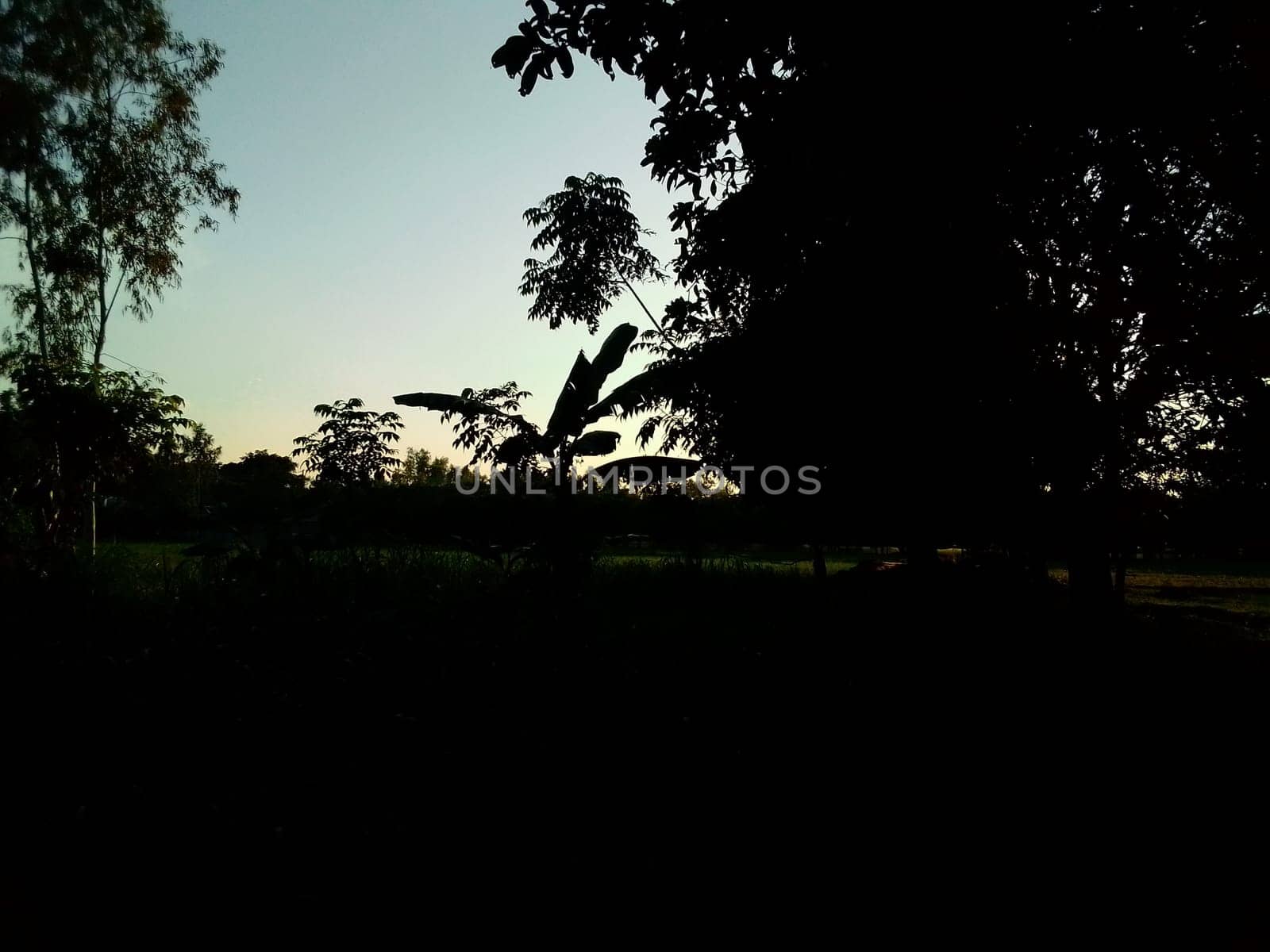 Village Beautiful Scenery - Paddy Field, Village Jungle Flowers, Village Evening, Fruit Tree Garden, Village Sunset, Village River