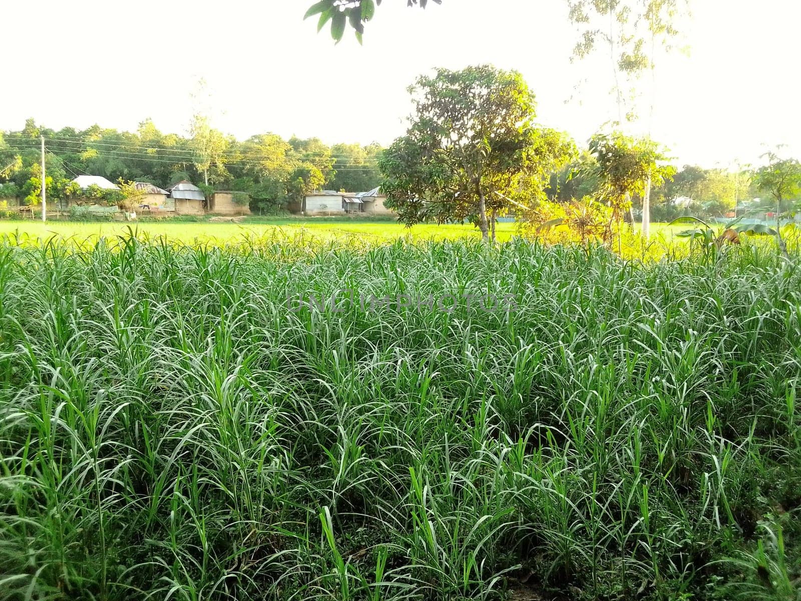 Village Beautiful Scenery - Paddy Field, Village Jungle Flowers, Village Evening, Fruit Tree Garden, Village Sunset, Village River