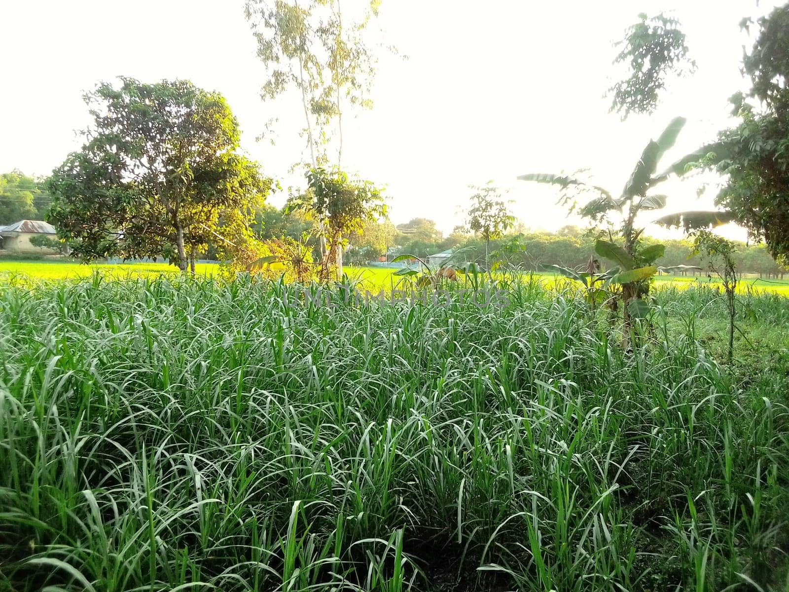 Village Beautiful Scenery - Paddy Field, Village Jungle Flowers, Village Evening, Fruit Tree Garden, Village Sunset, Village River