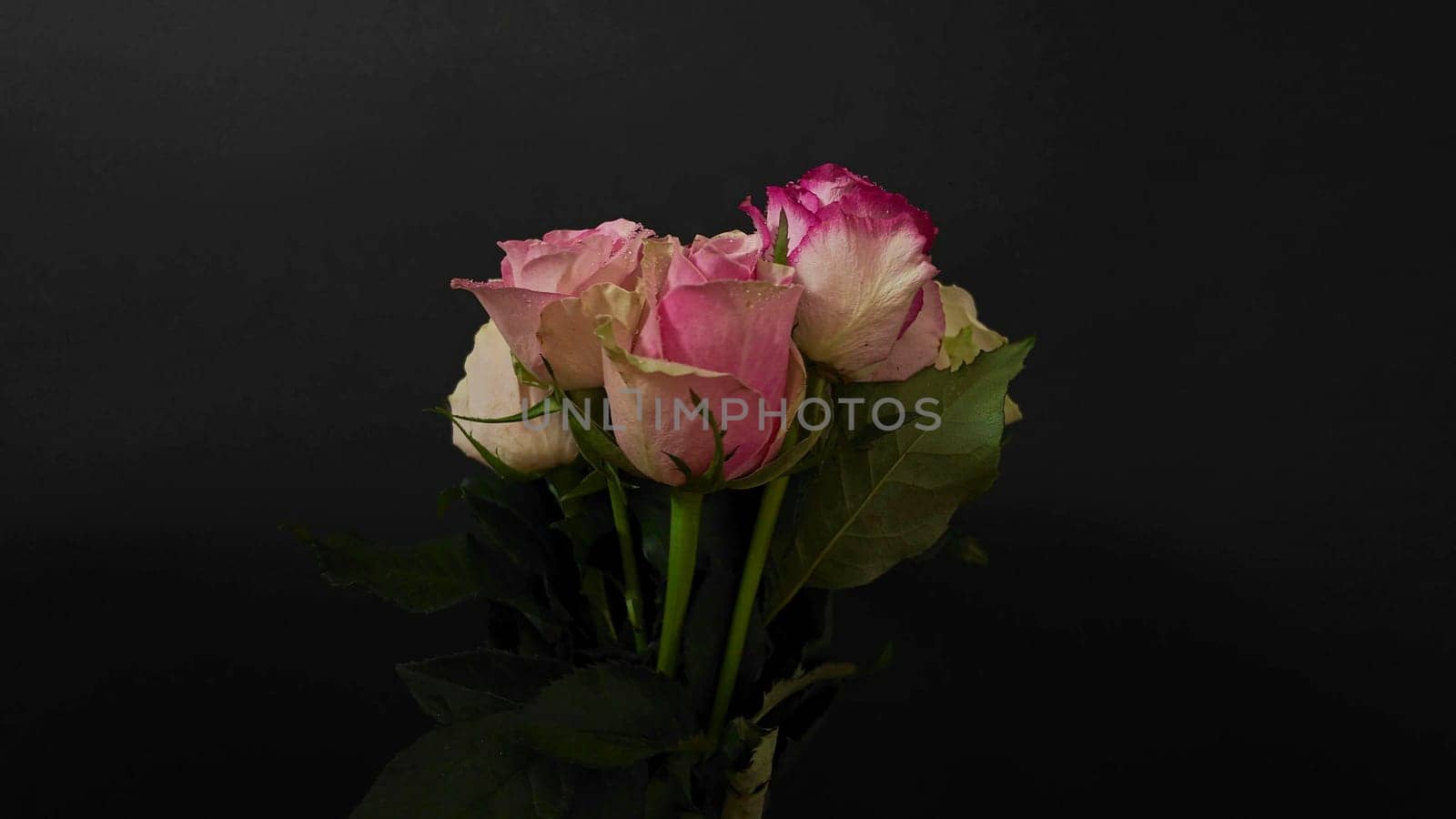 Bouquet of multicoloured roses rotating on a black background. Multicolored roses on dark background. Concept of romance, Valentine's Day, wedding day.