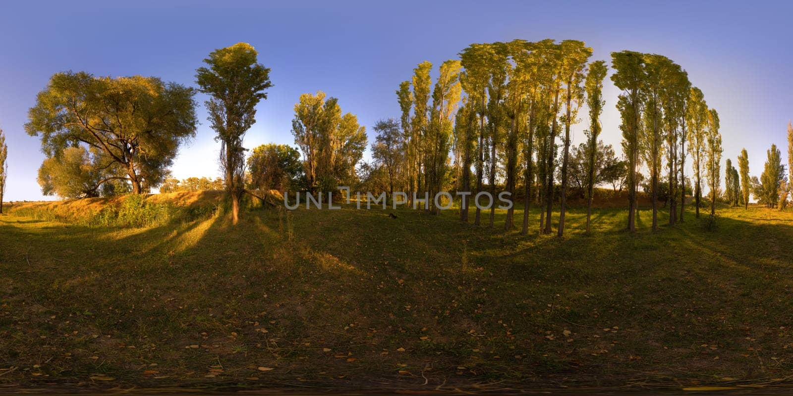 Full spherical 360 degree panorama of autumnal evening in tall trees grove