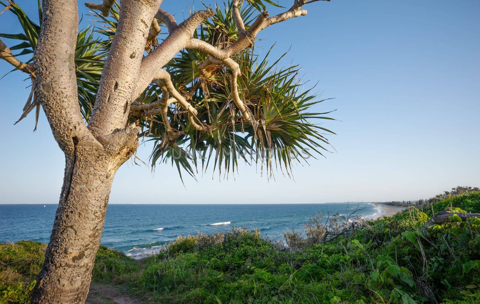 Pandanus palm Point Cartwright Lookout looking towards Caloundra along Kawana Beach