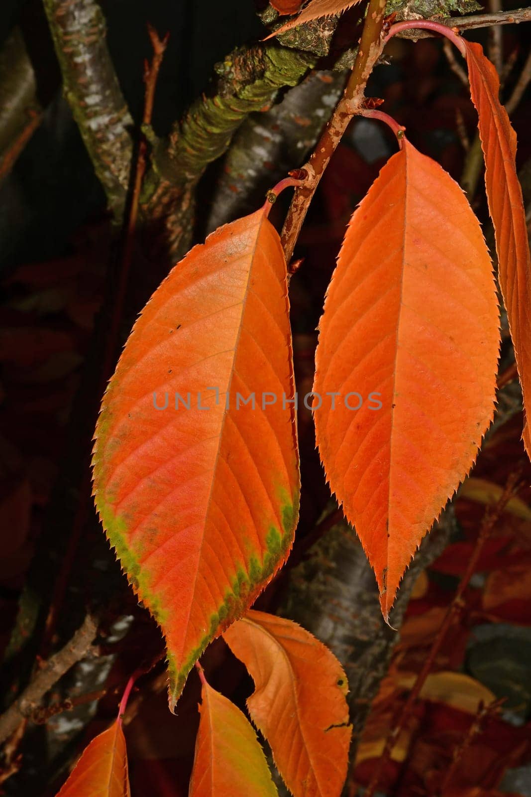 autumnal colored beech leaves in backlit