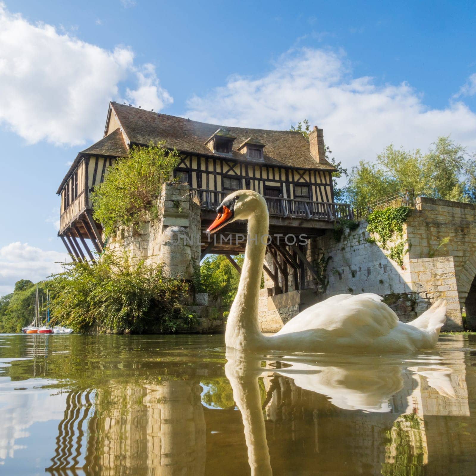 White swan in front of the old mill on the broken bridge over the Seine in Vernon, Normandy, France
