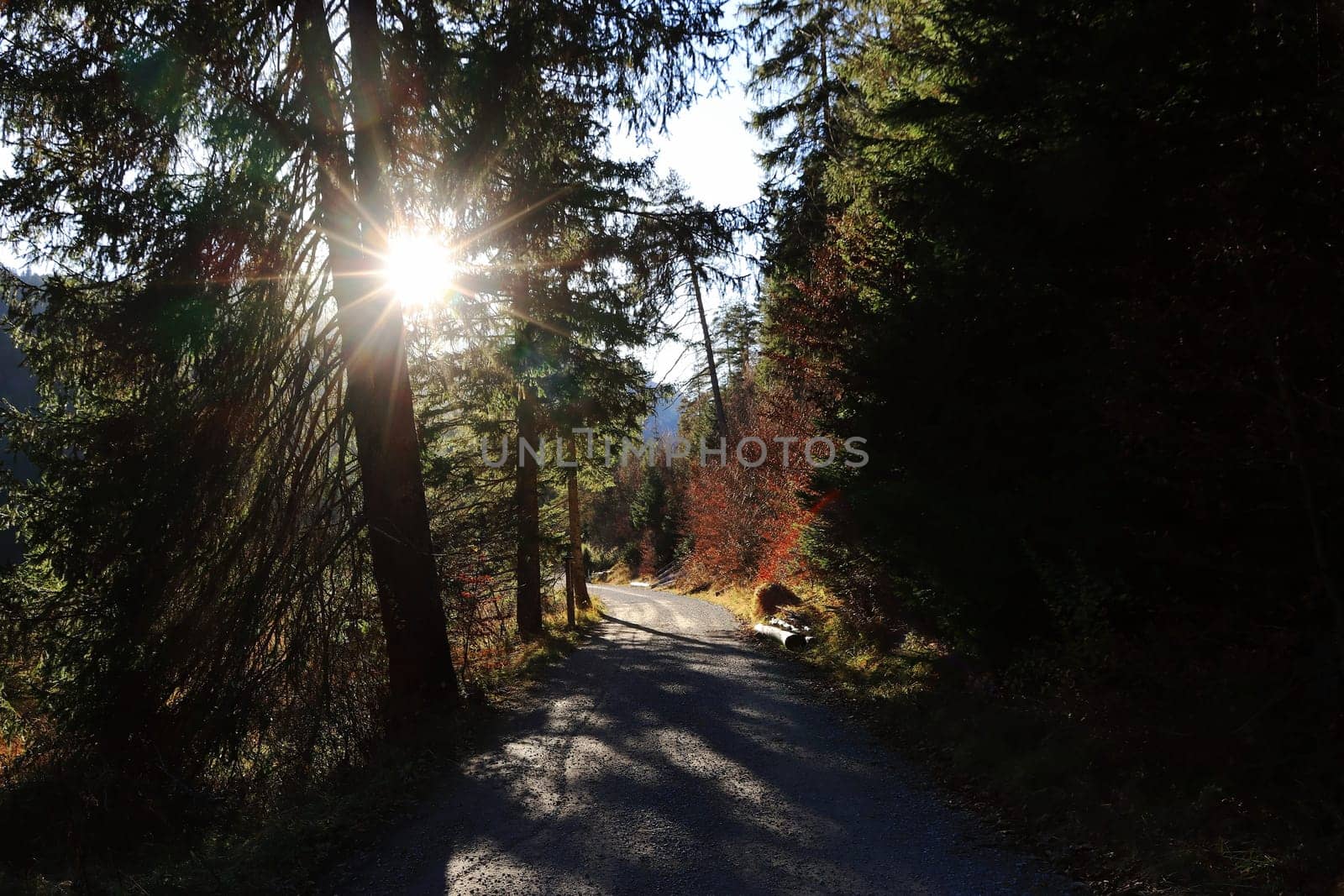 A path in the forest in fall with sunbeams between the tree trunks