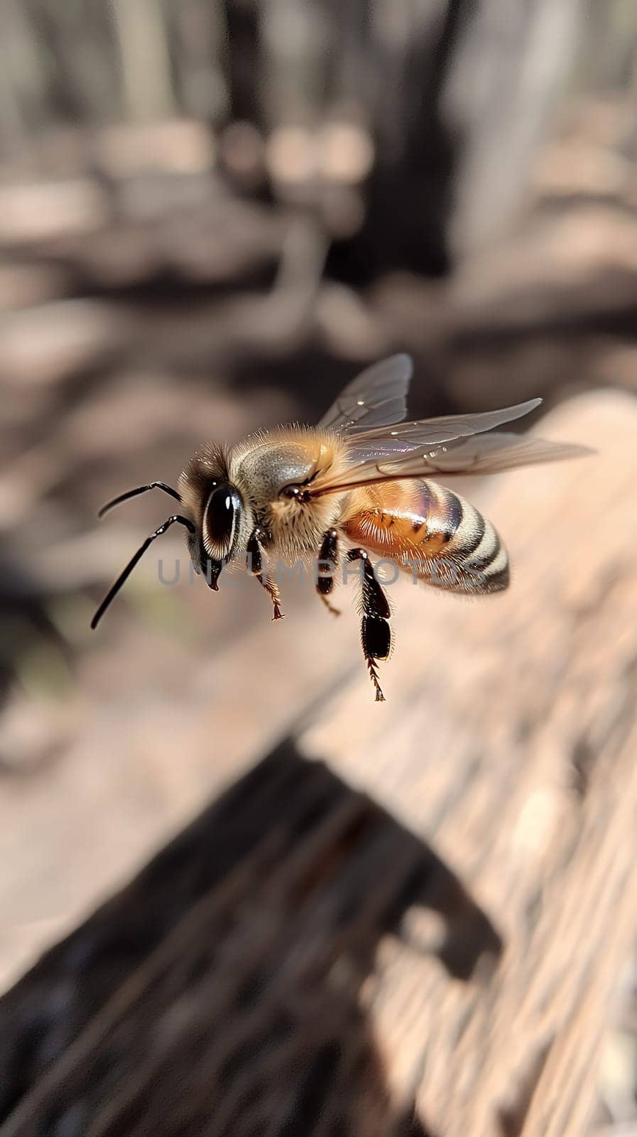 A detailed close up of a bee in flight, capturing its delicate wings and fuzzy body in natural sunlight.