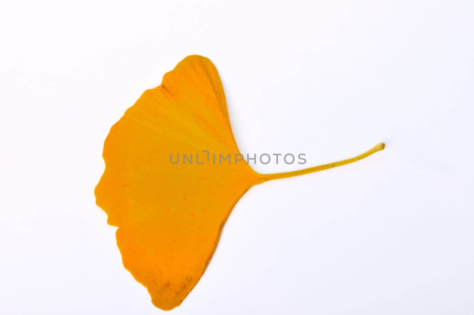ginkgo biloba leaf on a white background