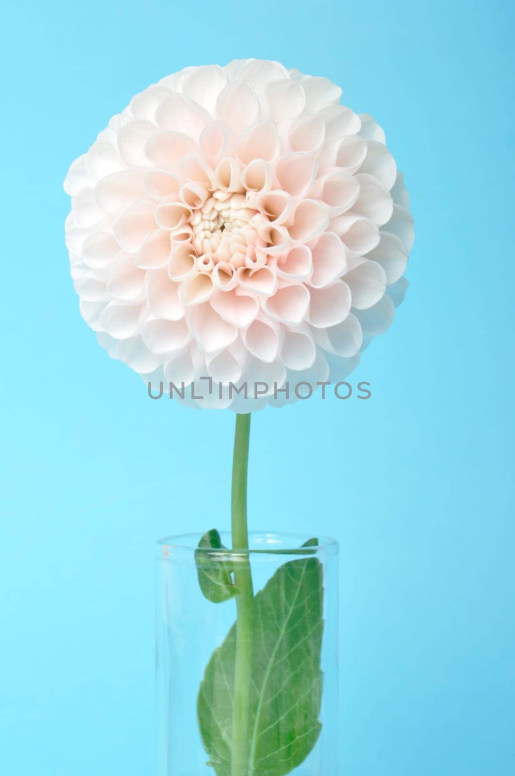 Dahlia pompom on blue background