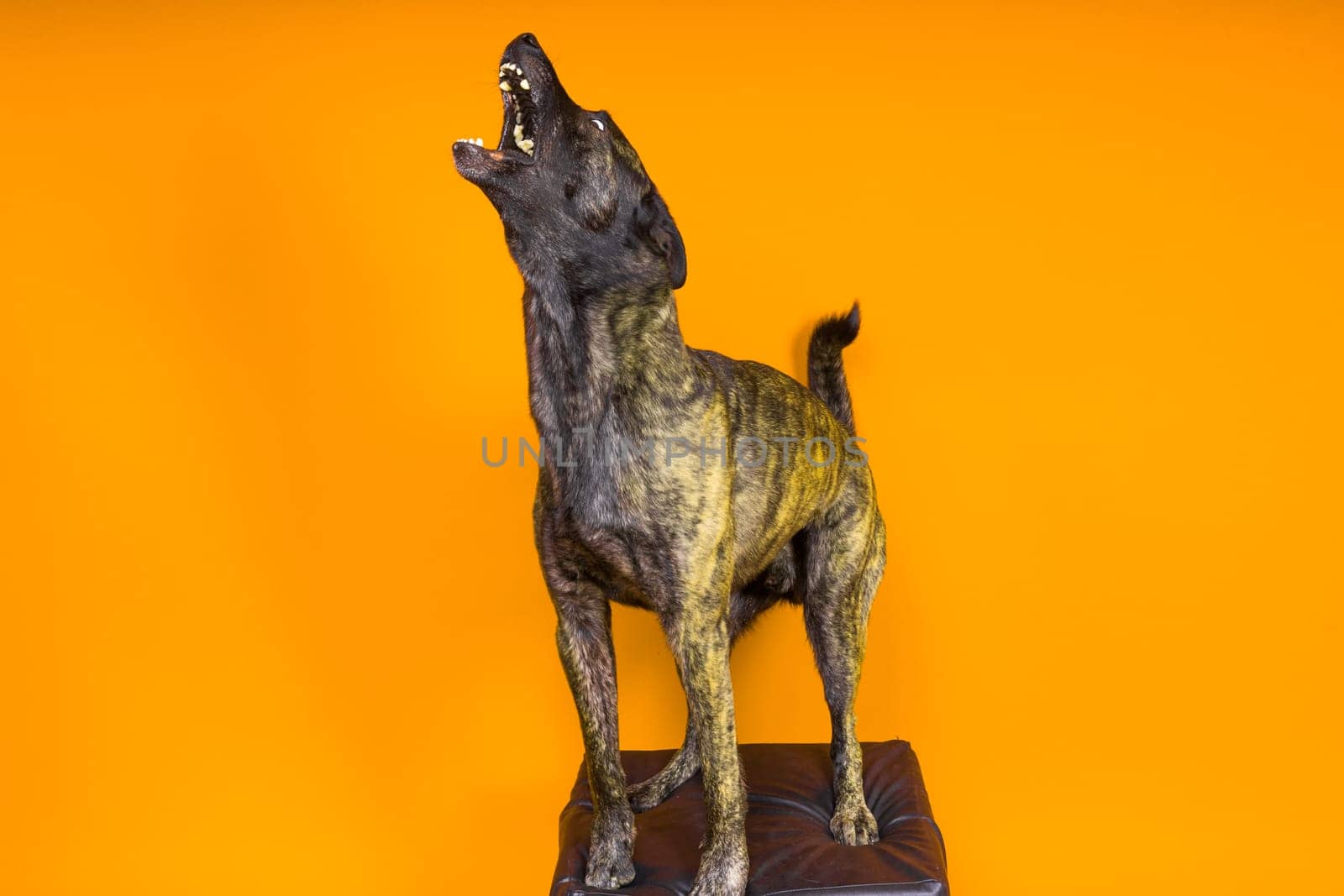 Dutch Shepherd dog sitting and looking away, isolated on a dark, yellow, red