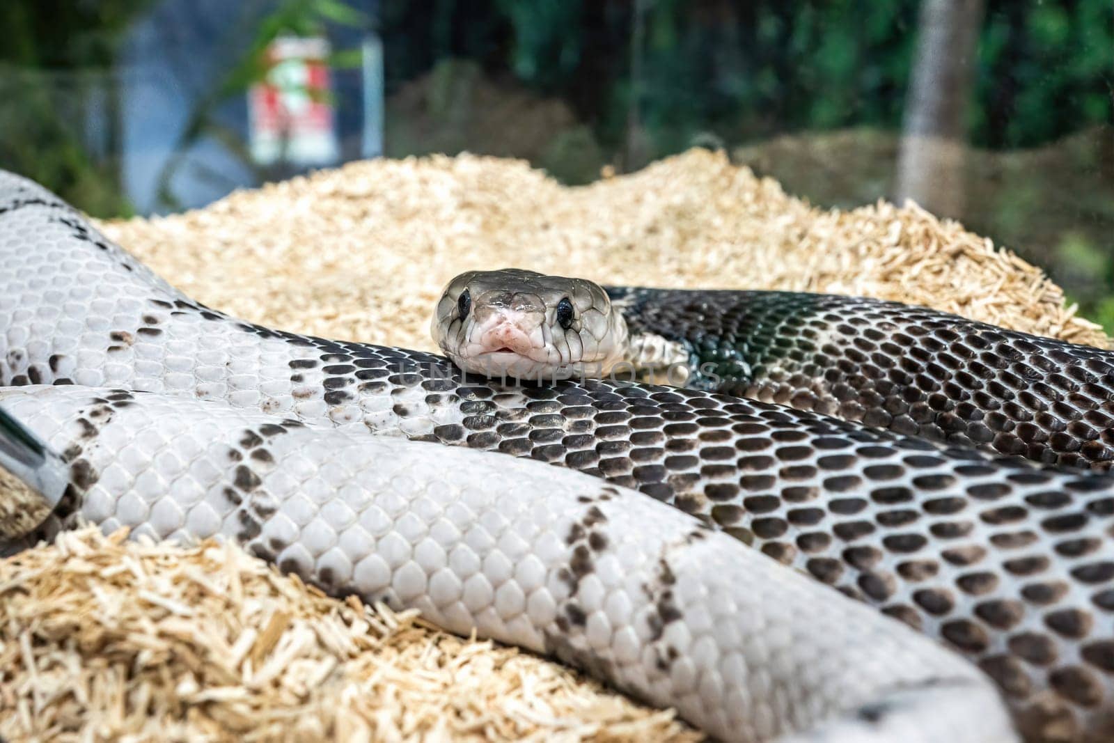Snake in the acrylic cabinet waiting to be sold. It's a popular pet in Thailand.