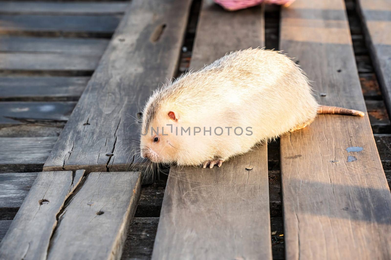 Bamboo rat is a rodent that lives underground or in tree holes. It has large front teeth.