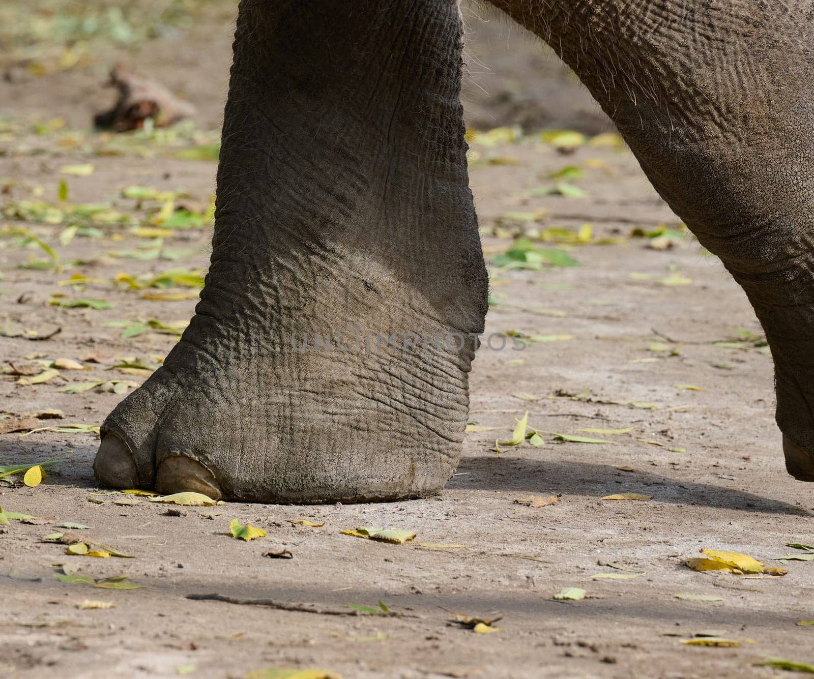 A fragment of a walking elephant's leg on a summer day