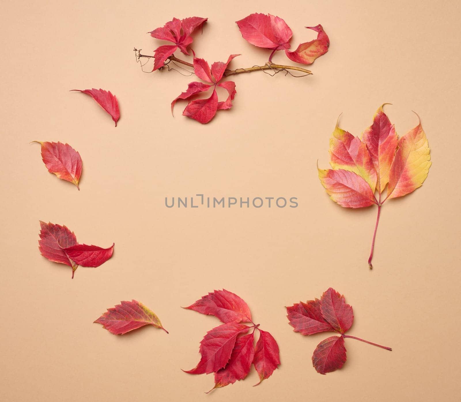 Red leaf of Parthenocissus quinquefolia bush on beige background, top view