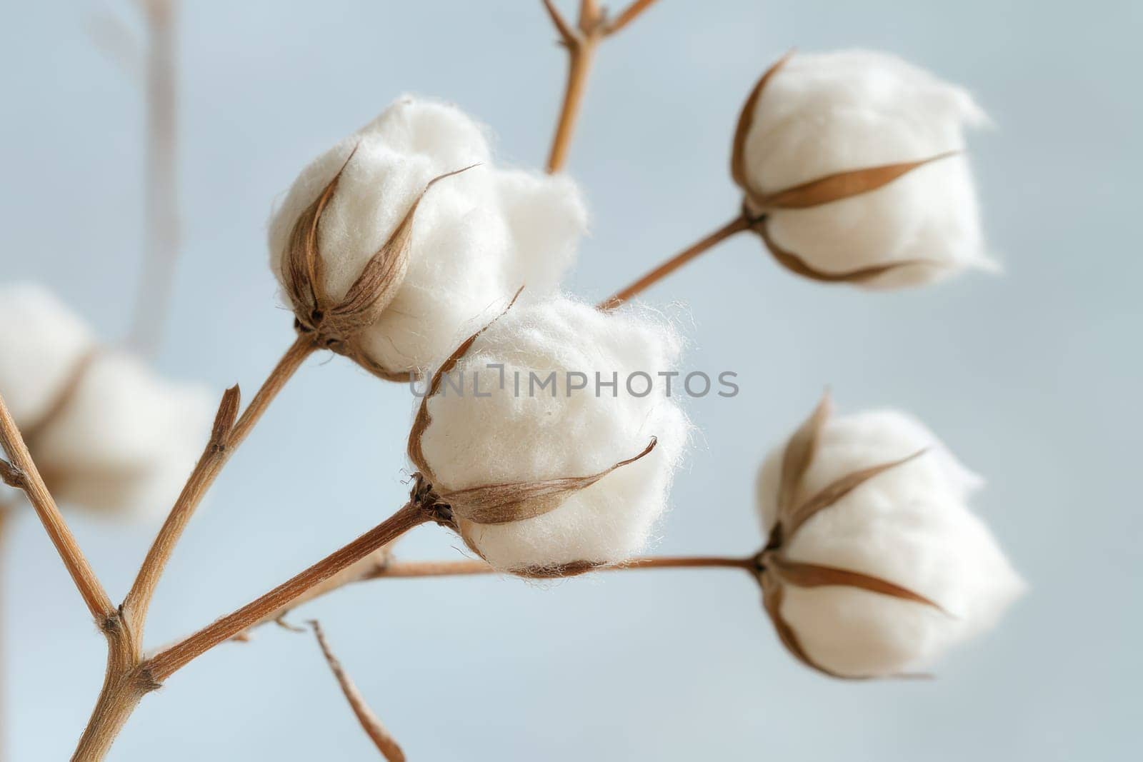 Cotton bolls rest on branches against a light background displaying their fluffy white fibers in a natural setting.