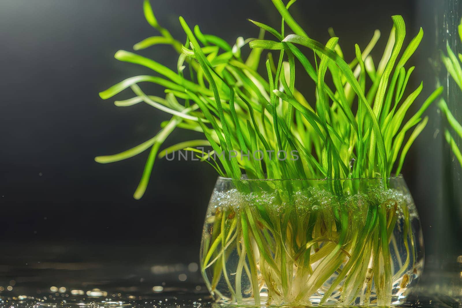 Fresh green sprouts with roots flourish in a clear glass container filled with water showcasing healthy growth in a dark setting.