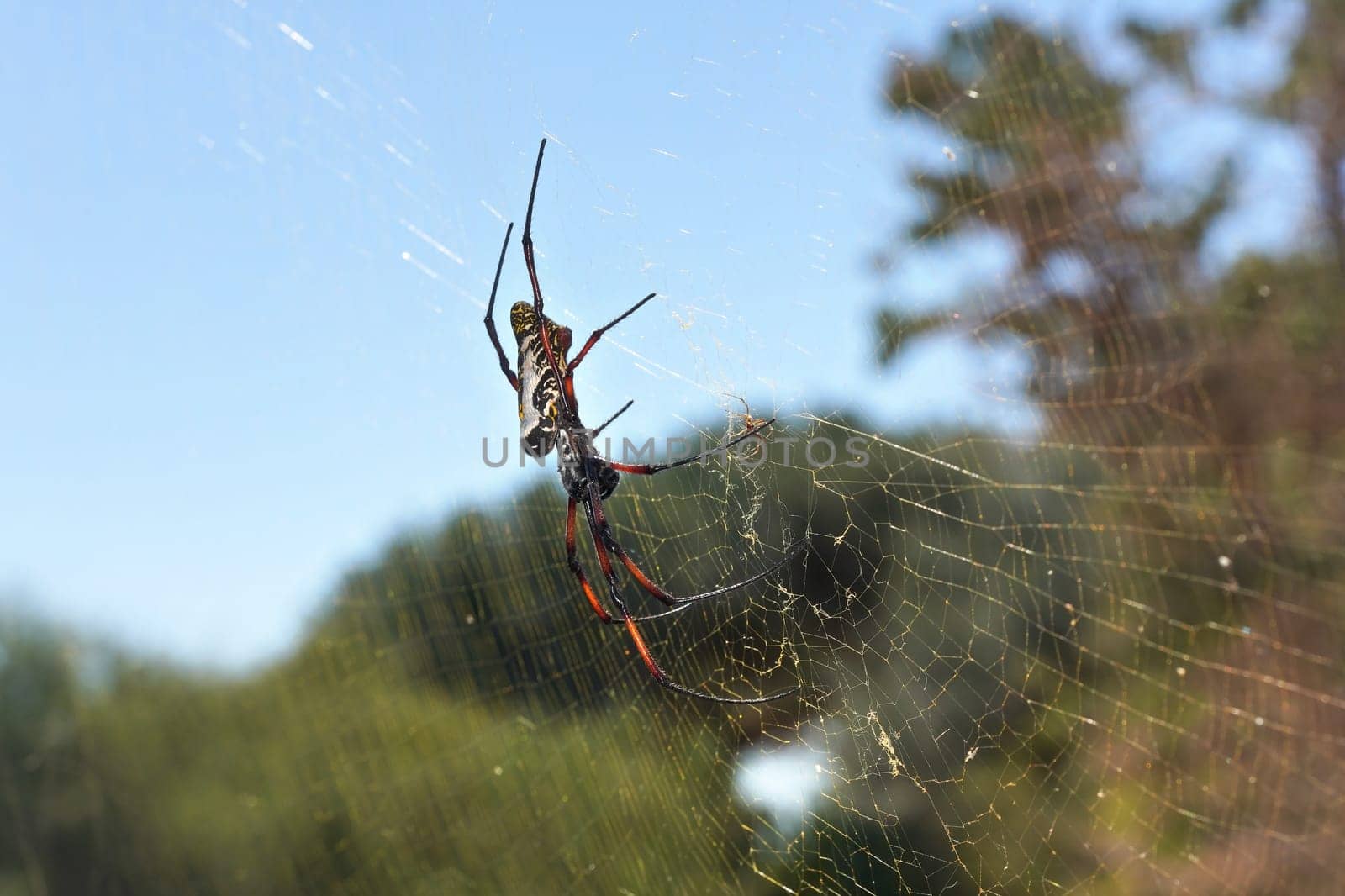 Red legged golden orb weaver spider female - Nephila inaurata madagascariensis, resting on her nest, sun over blurred bushes in background