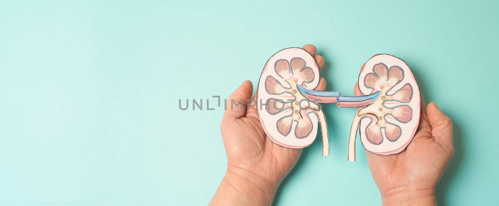 Kidney organ disease, world kidney day, impaired function, health problems, kidneys failure, dialysis and transplantation, medical issue
