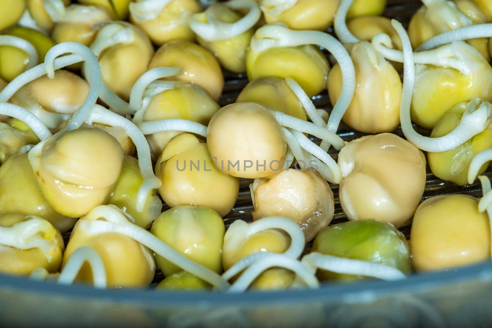 chickpea sprouts in a macro view