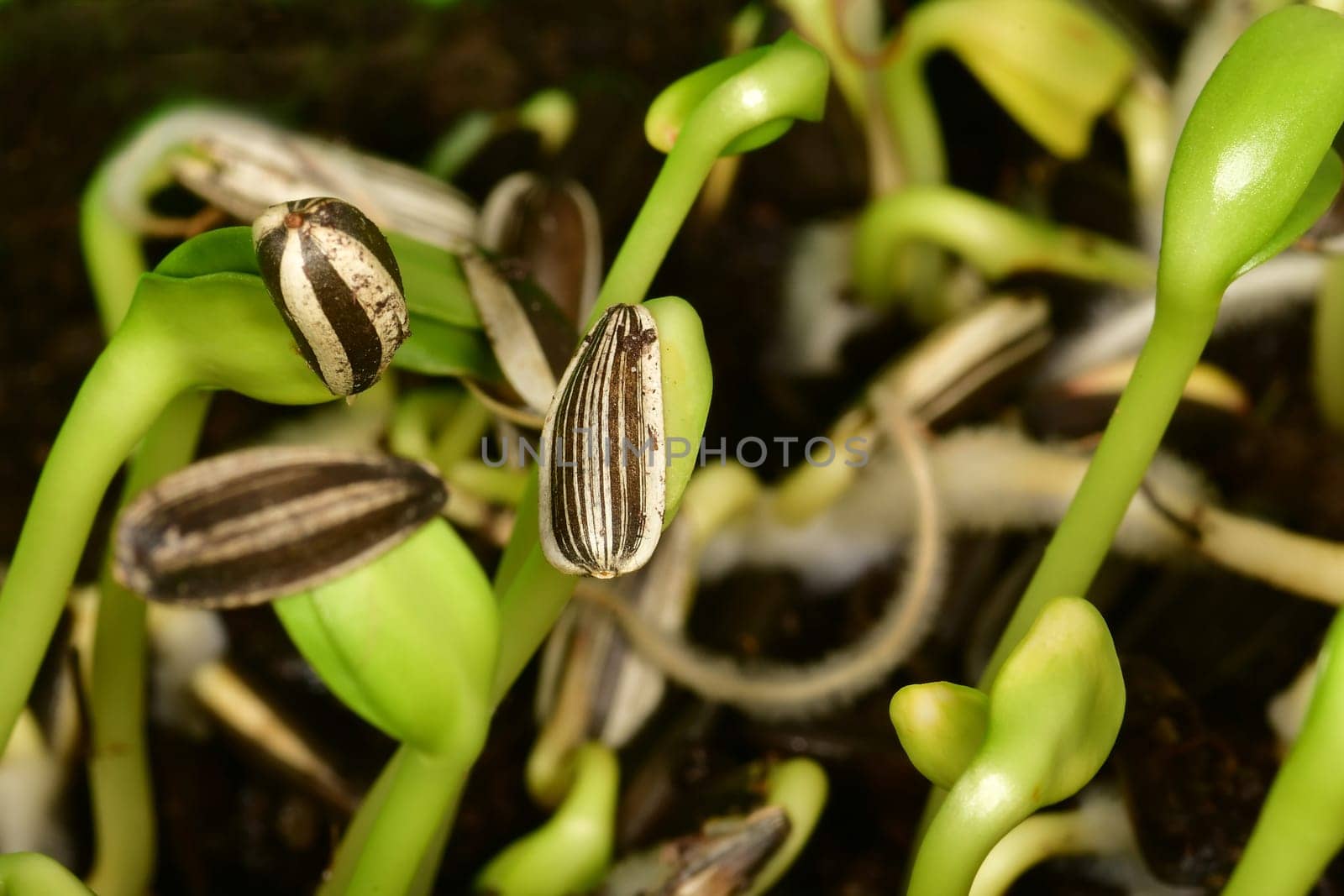 sunflower microgreen in a macro shot