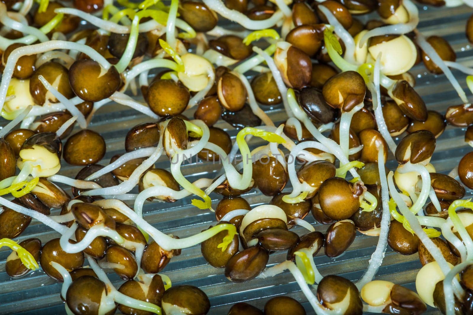 black lentil sprouts in a macro view