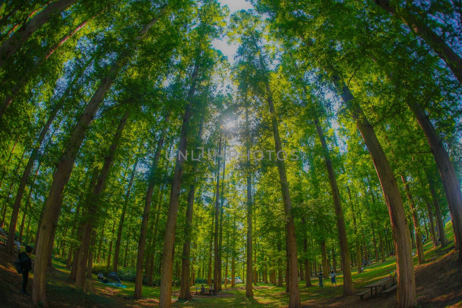 Metasekoya Forest (Mizumoto Park). Shooting Location: Katsushika-ku, Tokyo