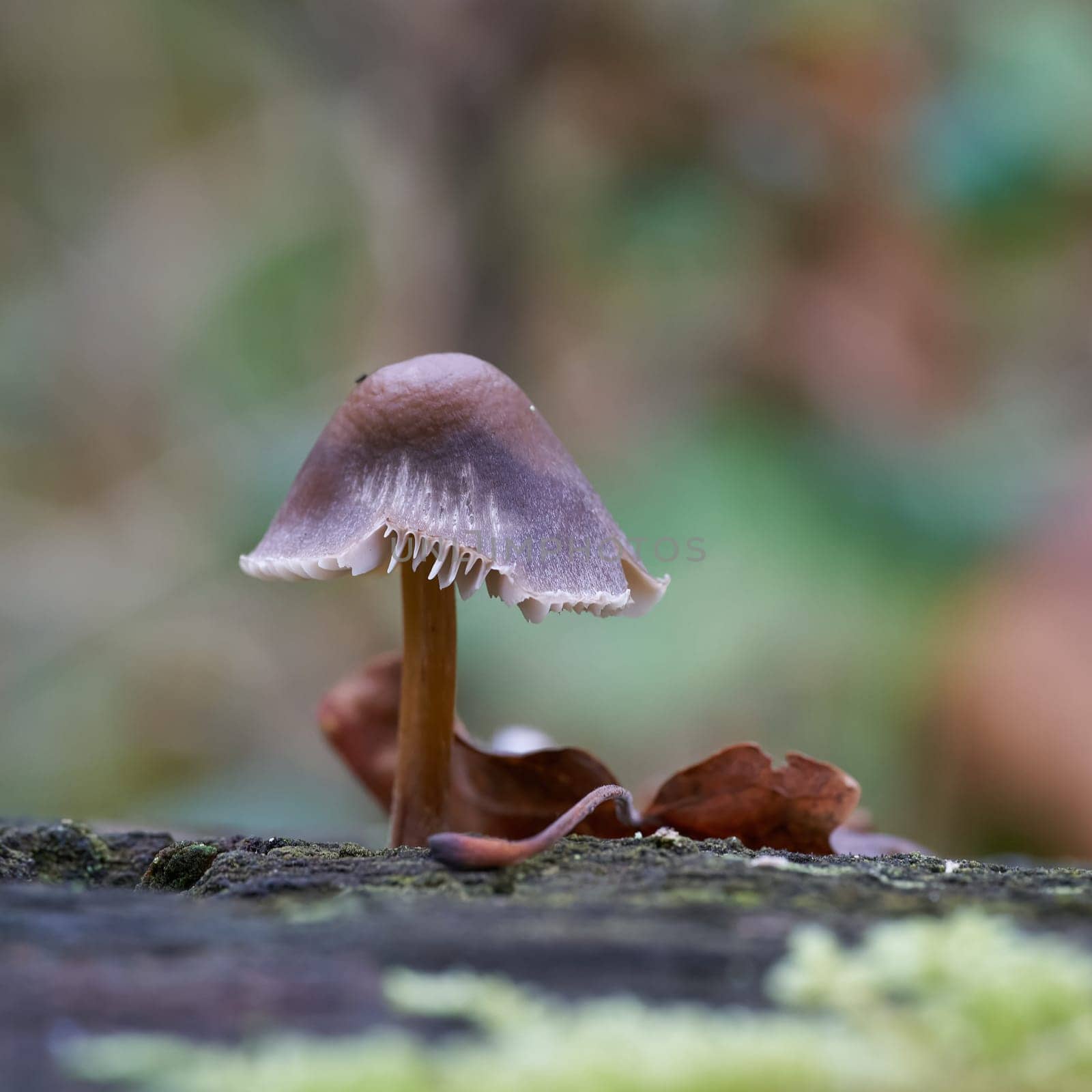 Mushrooms, Mycena, bonnet mushroom on a dead tree trunk in the forest in fall