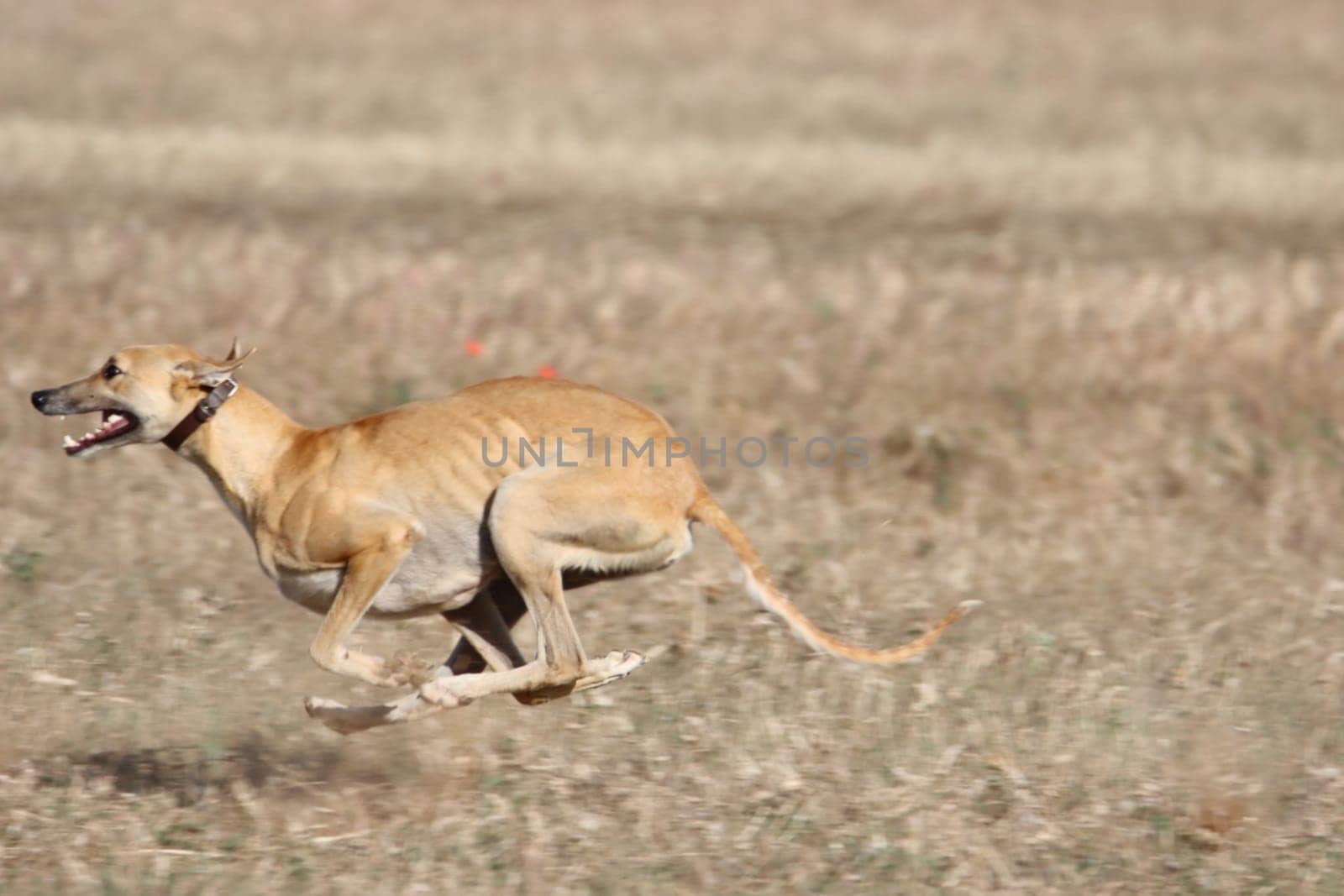 beautiful fast spanish greyhound dog energy hunting race