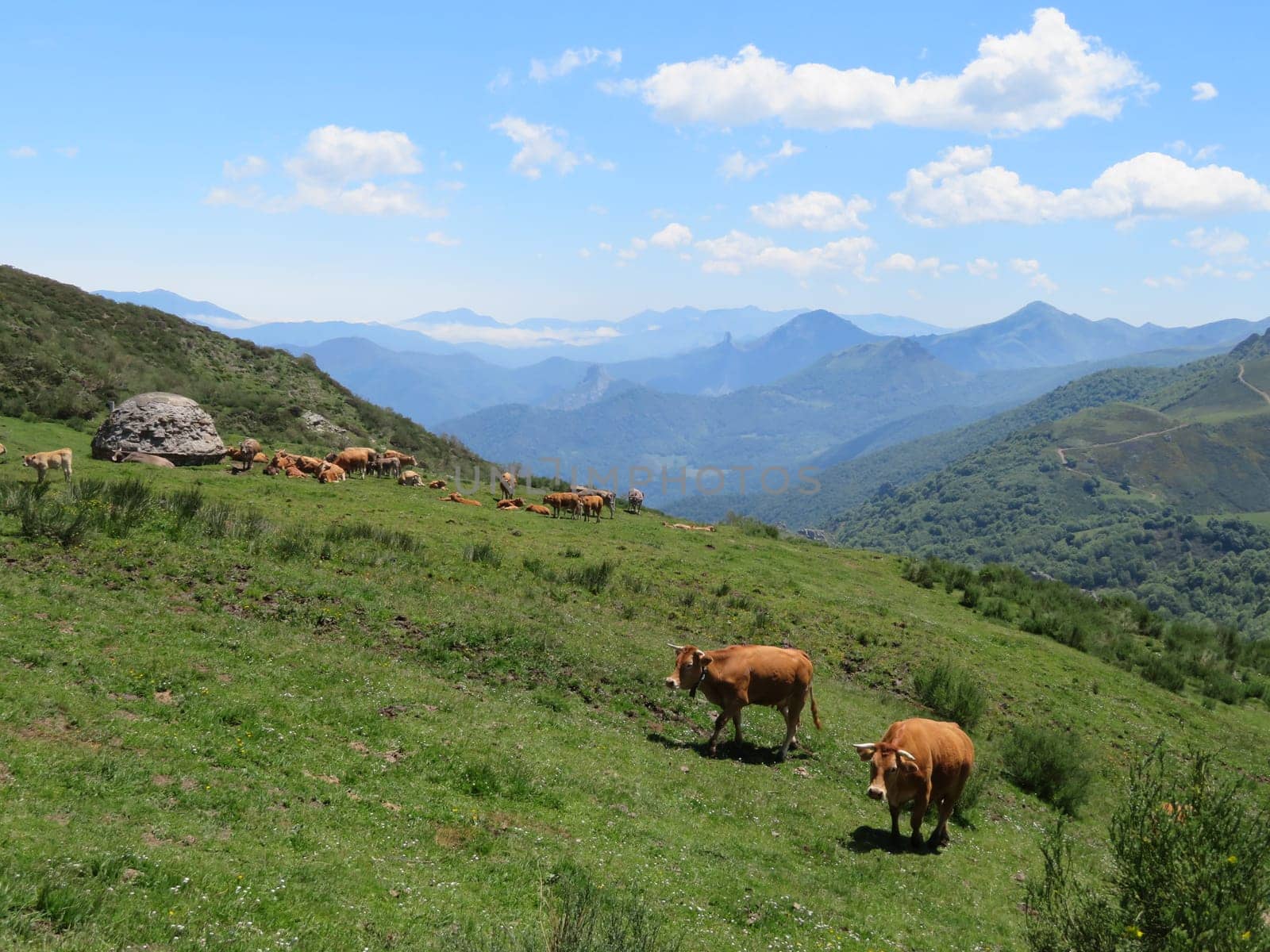 beautiful natural landscape vegetation animals mountains sky