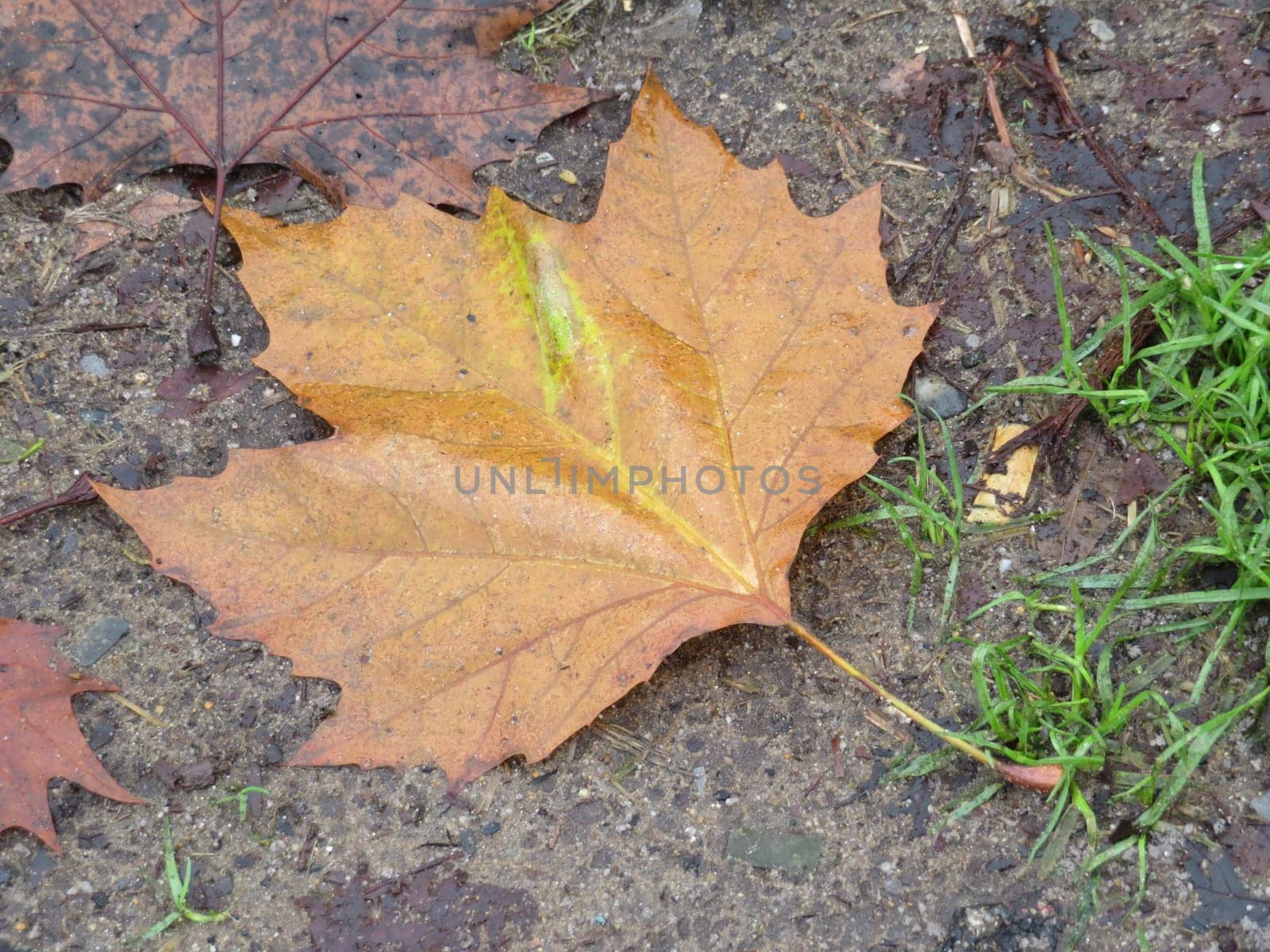 curious dried leaves fallen from the tree end autumn period cycle