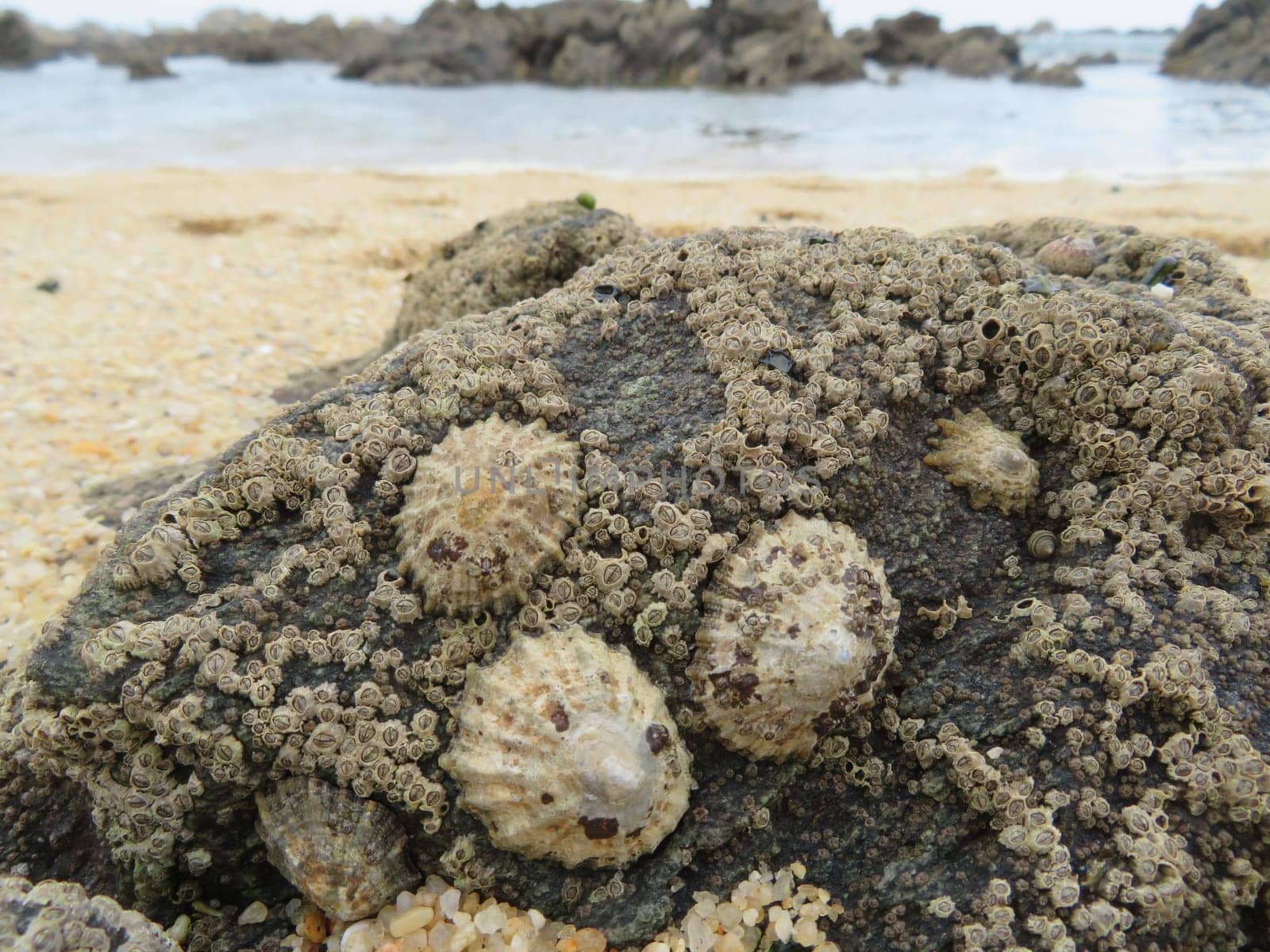 beautiful shells of mollusks on the beach mother of pearl waste debris