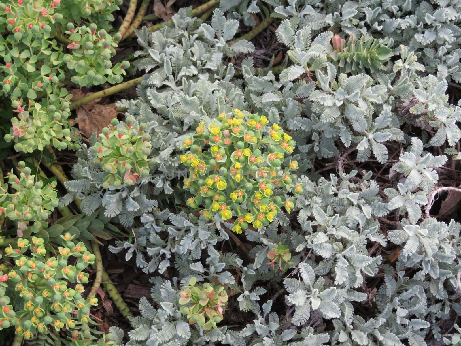 flowers natural plants green landscapes beautiful spring different colors