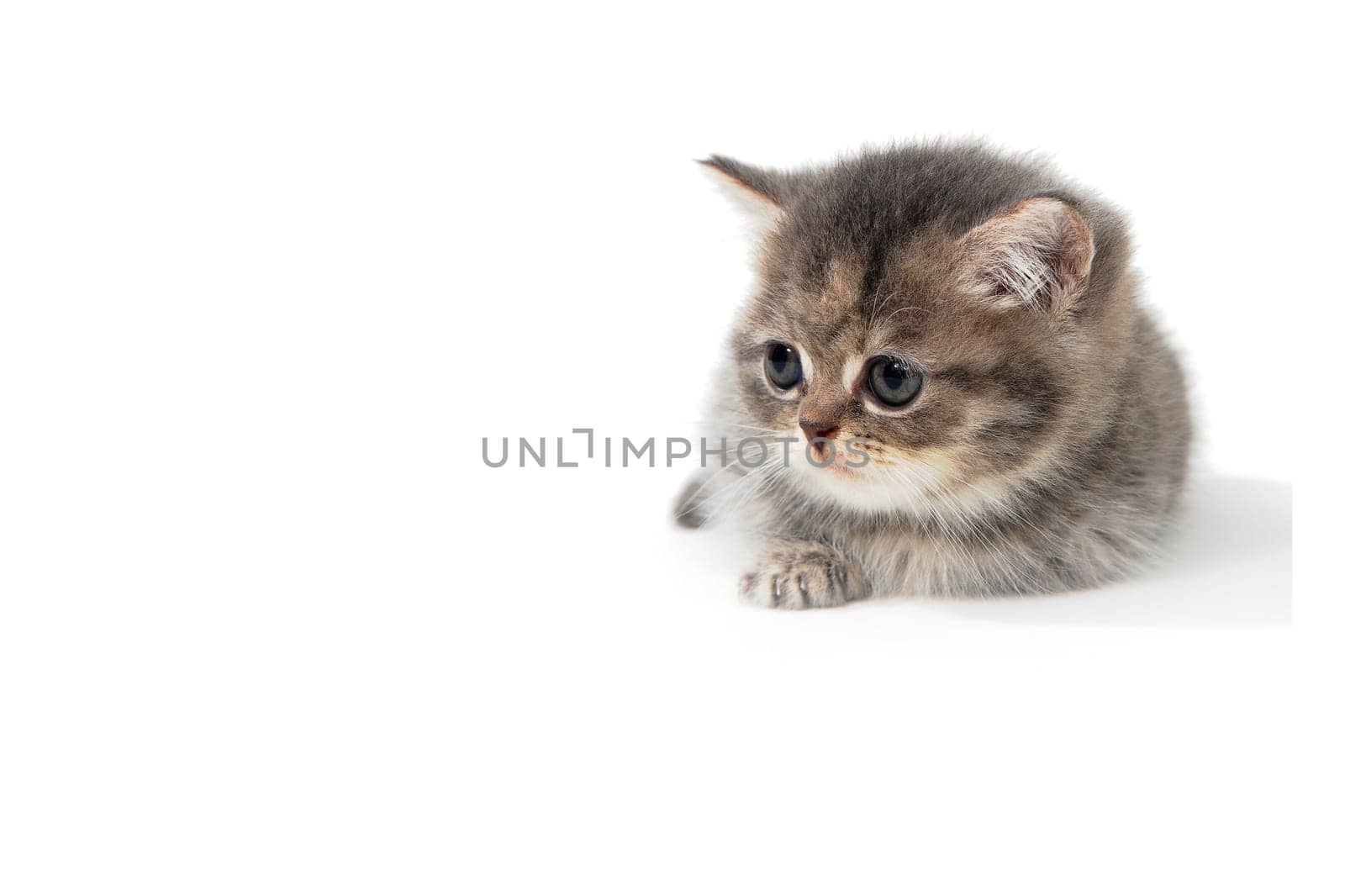 Fluffy purebred gray kitten on a white isolated background. High quality photo
