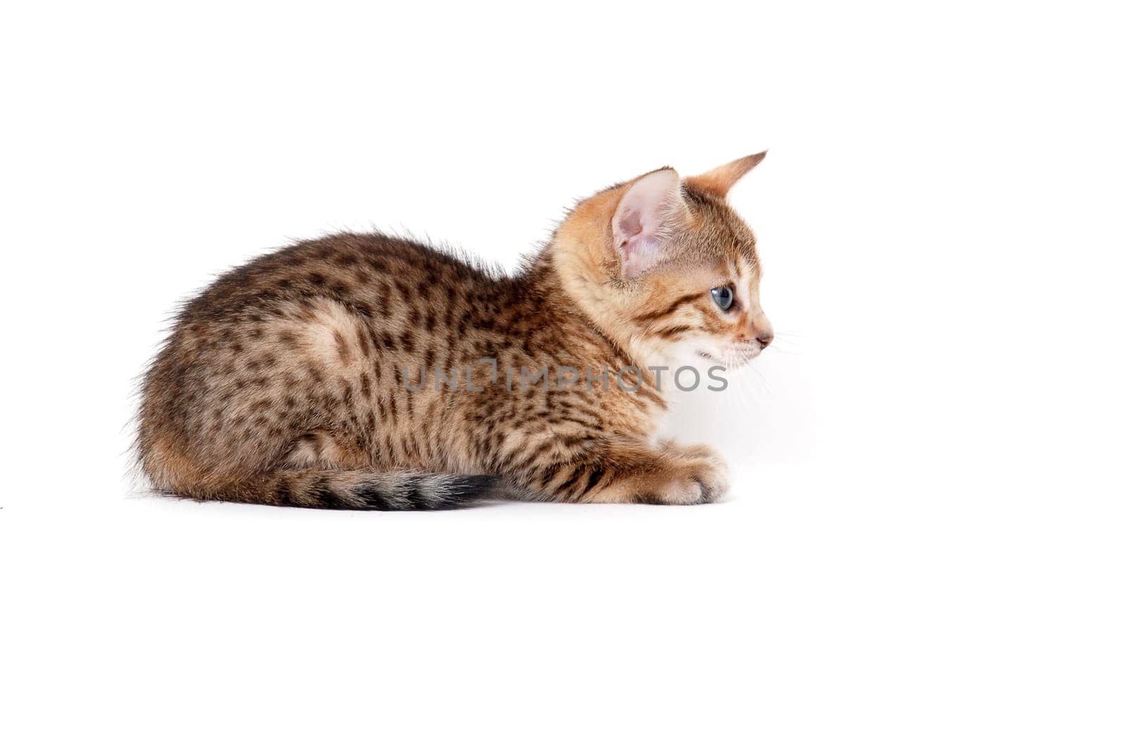 Purebred smooth-haired cat on a white isolated background. High quality photo