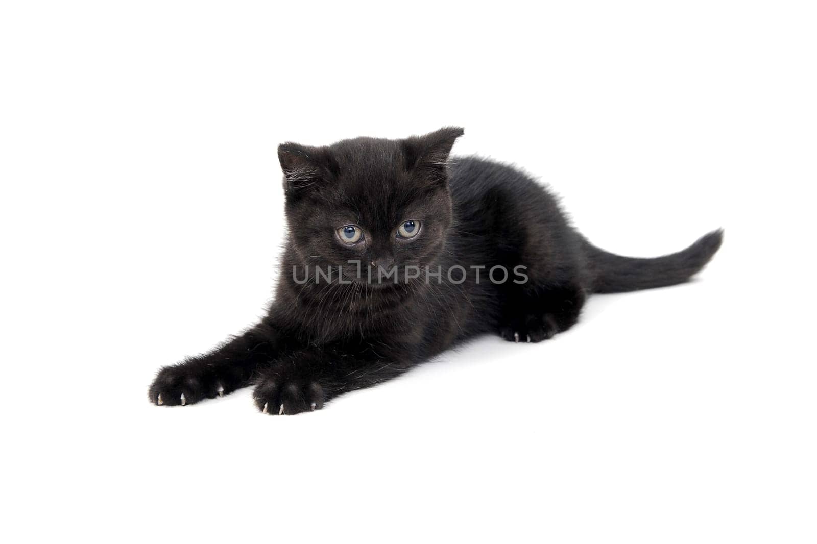 fluffy purebred black kitten sits sideways on an isolated background. High quality photo