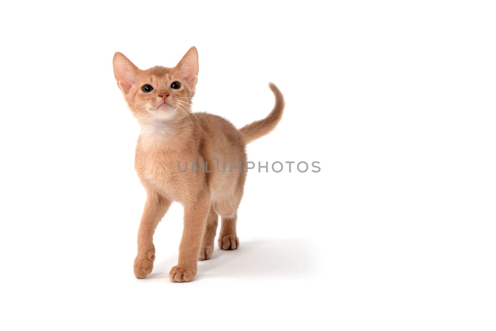 Abyssinian red kitten on a white isolated background. High quality photo