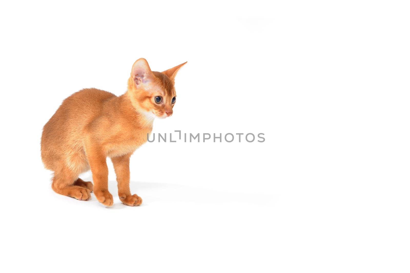 Abyssinian red kitten on a white isolated background. High quality photo
