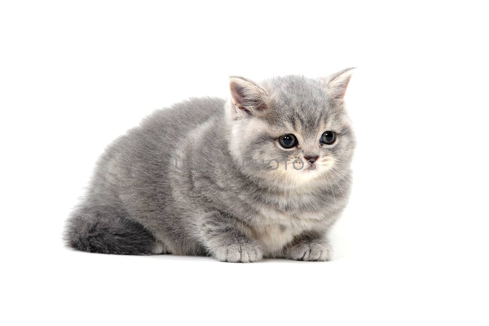 Fluffy purebred gray kitten on a white isolated background. High quality photo