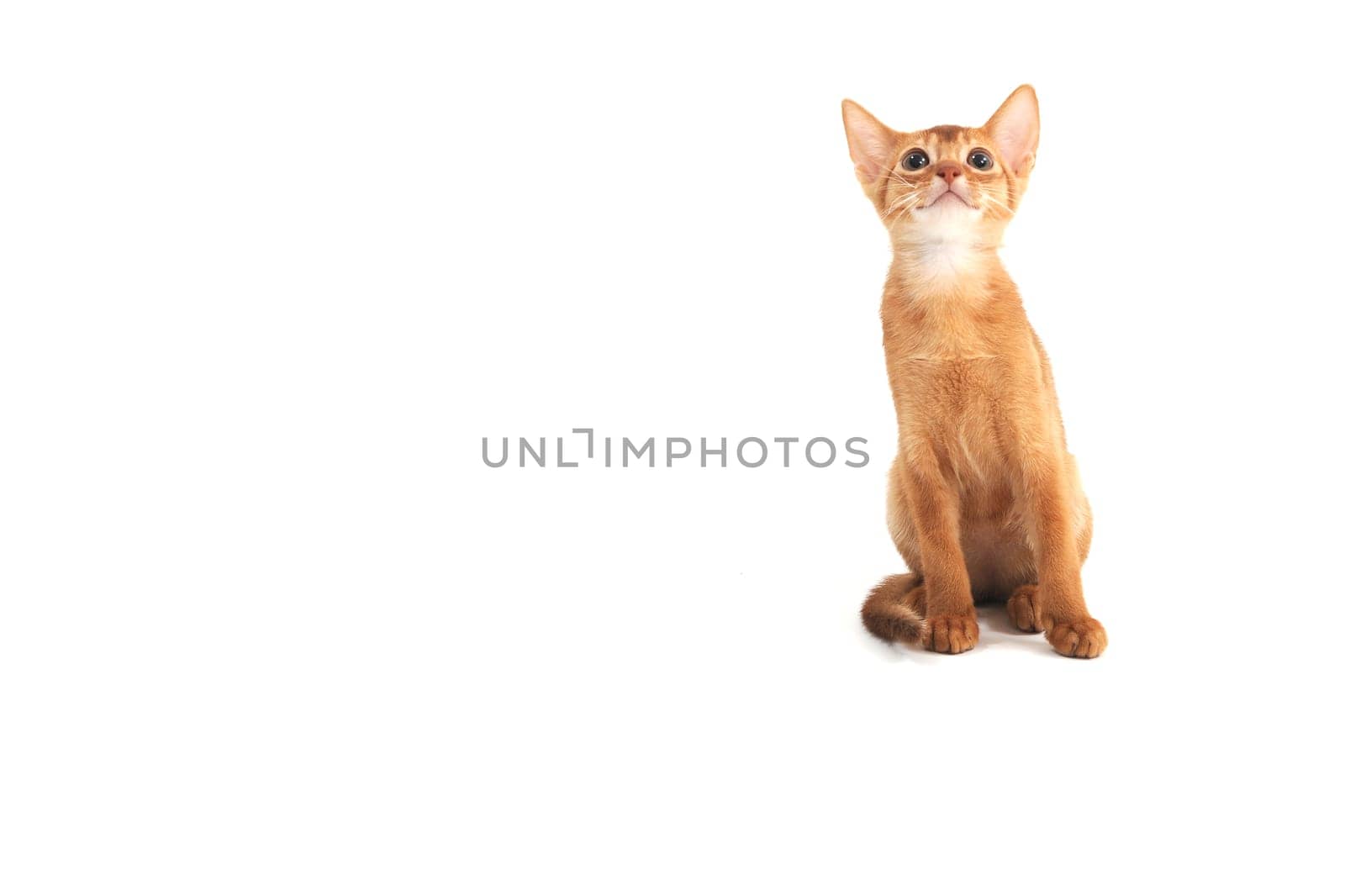 Abyssinian red kitten on a white isolated background. High quality photo