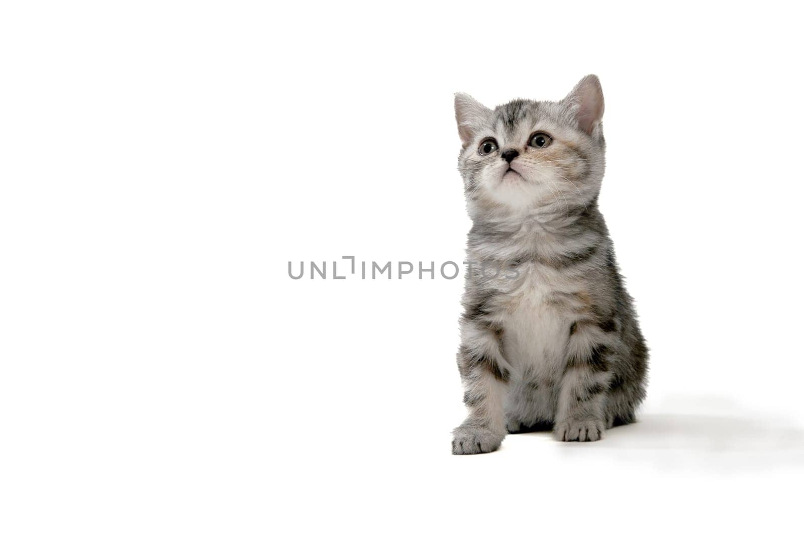 Fluffy purebred gray kitten on a white isolated background. High quality photo