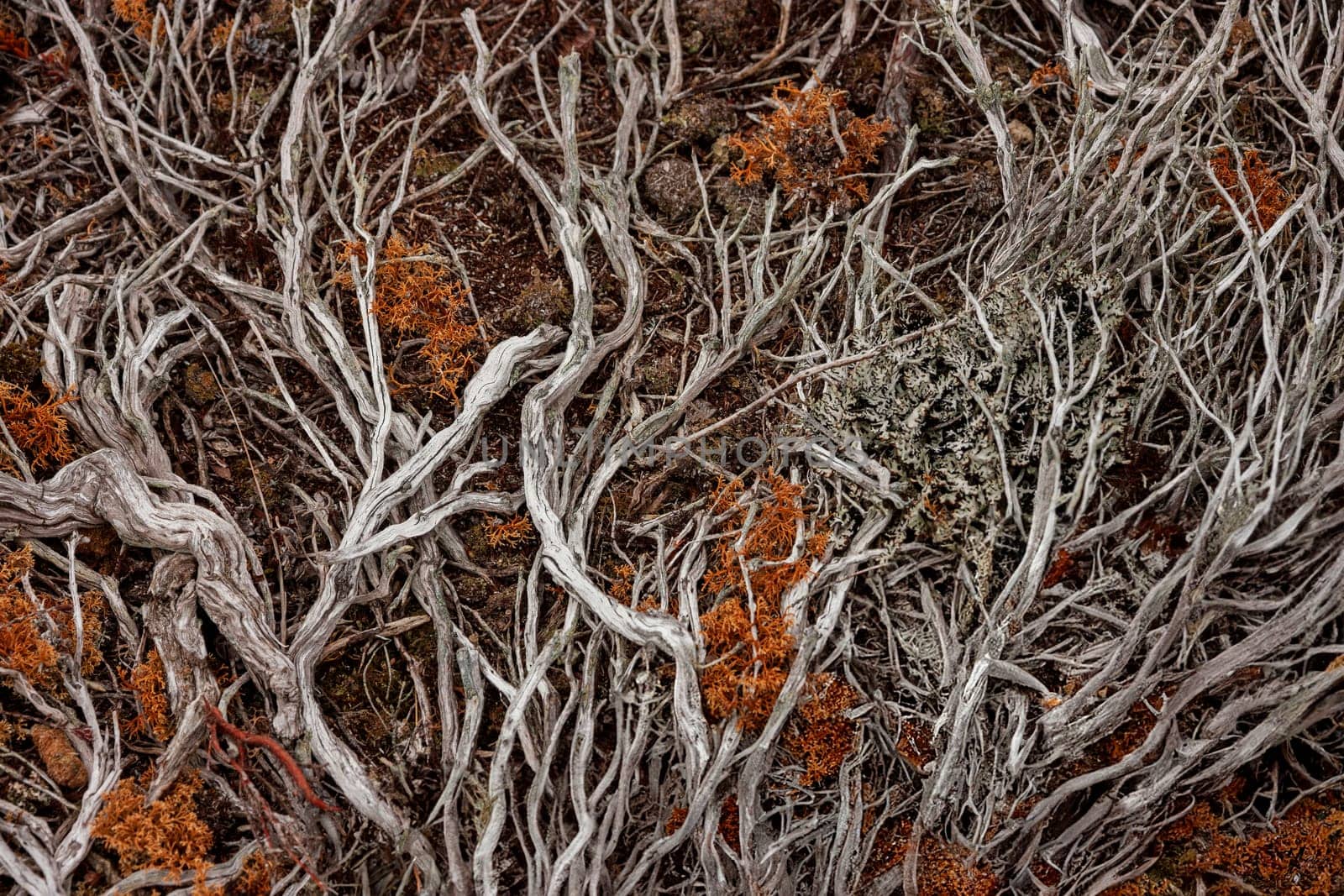 Natural textured background - driftwood and seaweed on a beach in the Falkland Islands.
