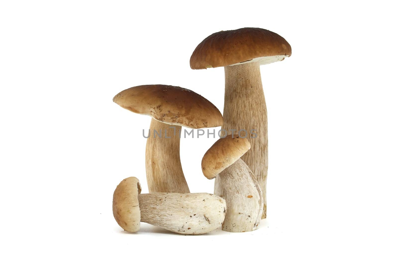 Group of fresh cep or penny bun mushrooms displayed on a white background, showcasing their natural texture and earthy tones. Boletus edulis or porcino, porcini mushrooms