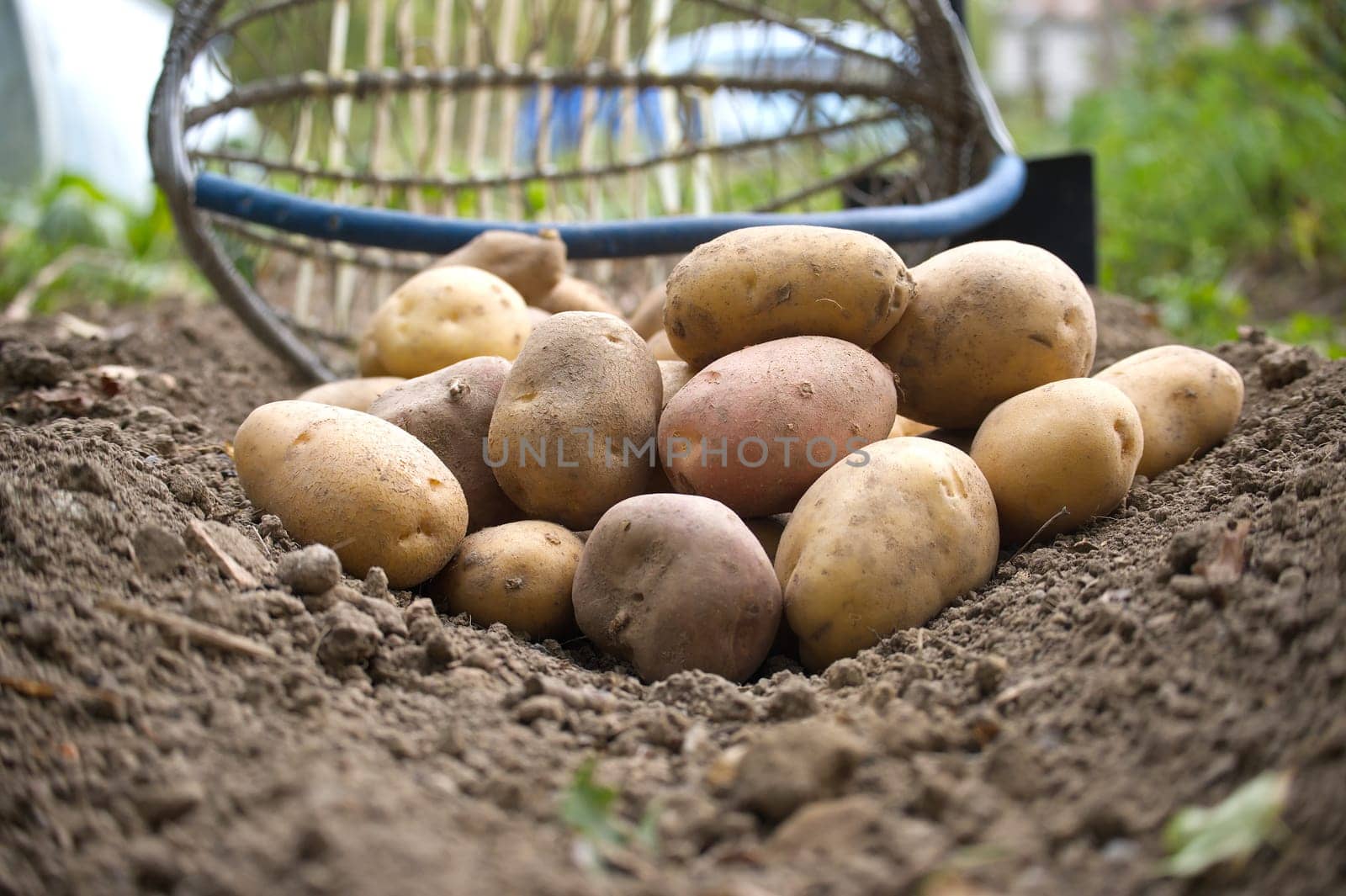 Freshly harvested potatoes piled on the ground, with a gardening rake and shovel in the background. The scene is set in a garden, showcasing earthy tones and a natural environment