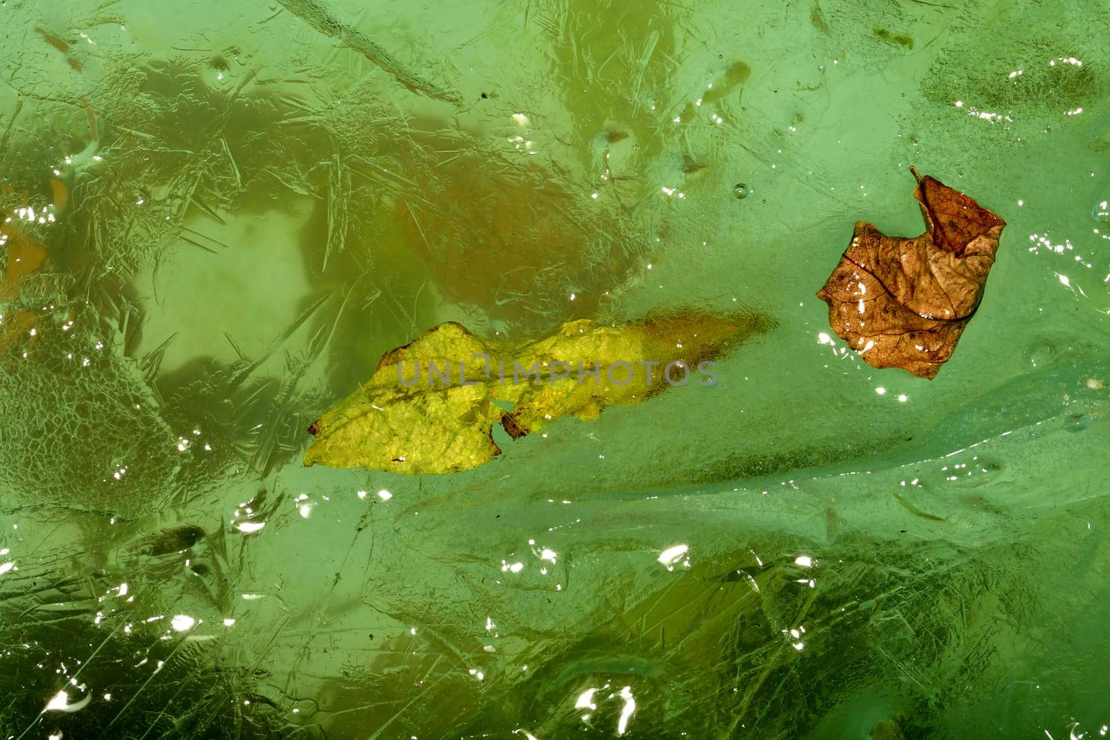 frozen leaves in green ice